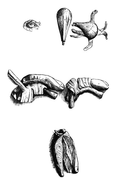 Die Tafeln aus dem zweiten Buch der De Humani Corporis Fabrica von Andreas Vesalius