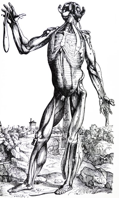 Die Platten aus dem zweiten Buch der De Humani Corporis Fabrica von Andreas Vesalius