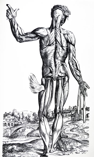 Die Tafeln aus dem zweiten Buch der De Humani Corporis Fabrica von Andreas Vesalius