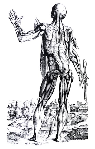 Die Tafeln aus dem zweiten Buch der De Humani Corporis Fabrica von Andreas Vesalius