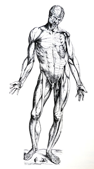 Die Platten aus dem siebten Buch der De Humani Corporis Fabrica von Andreas Vesalius