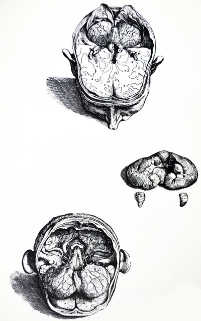 Die Platten aus dem siebten Buch der De Humani Corporis Fabrica von Andreas Vesalius