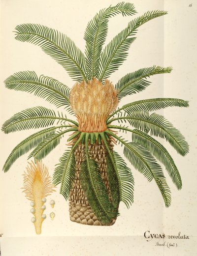 Sagopalme (Cycas revoluta Thunb), Cycadaceae von Angela Rossi Bottione von Angela Rossi Bottione