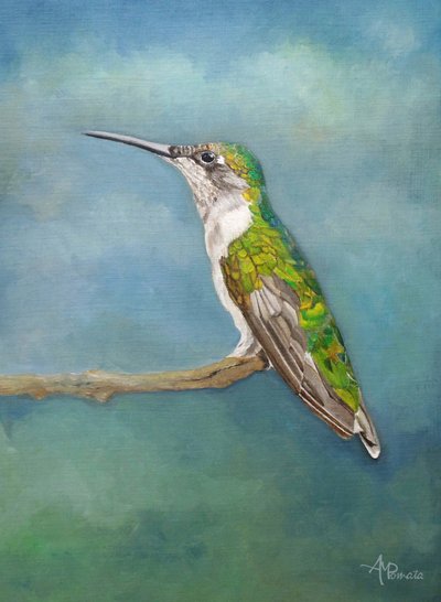 Lebendiger Kolibri auf der Stange von Angeles M. Pomata