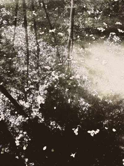 Ätherisches Waldlicht von Angelo Cerantola