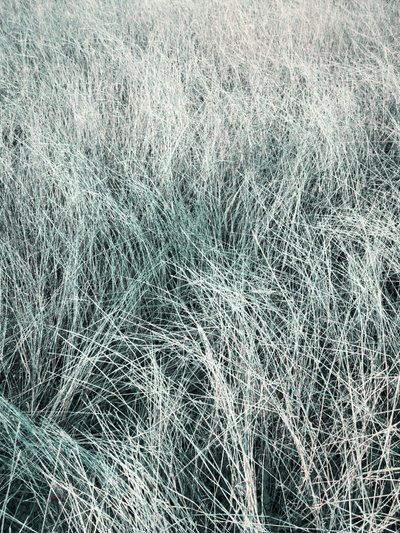 Fließendes silbernes Gras von Angelo Cerantola