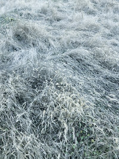 Gefrostetes Wintergras von Angelo Cerantola
