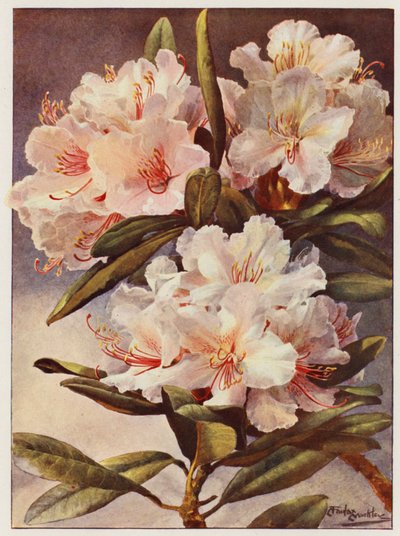 Rhododendron Rosa Mundi von Angelo Fairfax Muckley