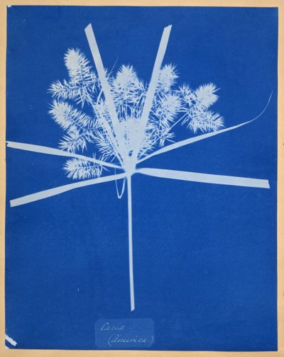 Carix (Amerika) von Anna Atkins