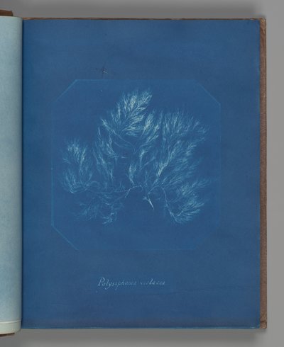 Polysiphonia violacea von Anna Atkins