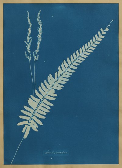 Südamerika von Anna Atkins