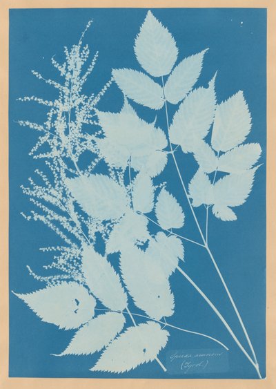 Spiraea aruncus (Tirol) von Anna Atkins