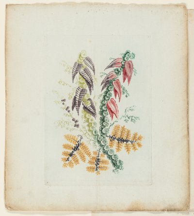 Platte, aus der neuen Suite von Notizbüchern mit idealen Blumen für den Gebrauch von Zeichnern und Malern von Anne Allen