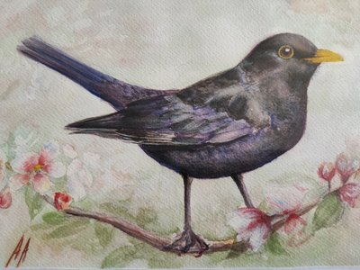Amsel und Kirschblüten von Annette Armitage