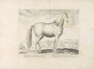 Hengst aus Anatolien (Pferderassen aus den königlichen Ställen von Don Juan von Österreich) von Anonymous