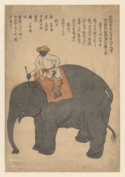 Elefant, gebracht von einem niederländischen Schiff im Jahr 1813 von Anonymous
