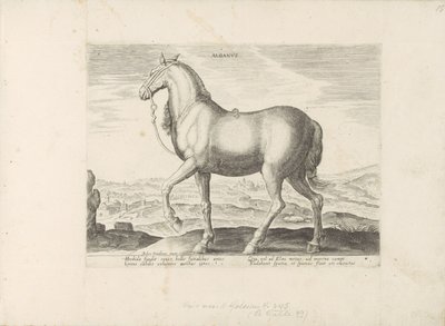 Paard uit Albanië von Anonymous