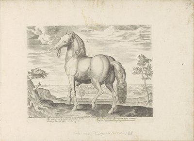 Pferd aus Sardinien von Anonymous