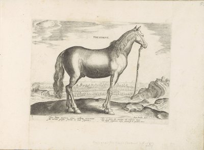 Pferd aus Thessalien von Anonymous