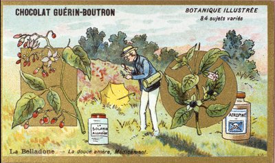 Belladonna: die bittersüße Medizin. Gravur (Chromo). Werbechromolithographie für Guerin-Boutron-Schokoladen, späte 19. Jahrhundert. Illustrierte Botanische Serie von Anonymous Anonymous