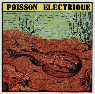 Physiologische Effekte von Elektrizität: Elektrischer Fisch. Anonyme Illustration von 1925. Private Sammlung. von Anonymous Anonymous