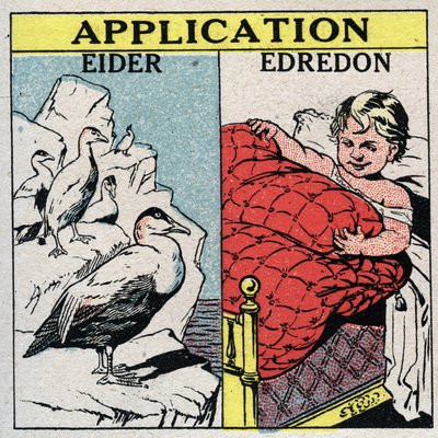 Strahlung und Leitfähigkeit: Eiderdaunen werden verwendet, um Daunendecken herzustellen, da sie eine große Menge Luft speichern und Konvektion verhindern. Anonyme Illustration von 1925. Private Sammlung. von Anonymous Anonymous