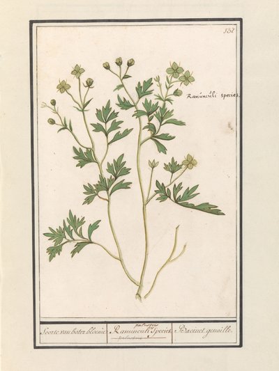 Butterblume (Ranunculus) von Anselmus Boëtius de Boodt