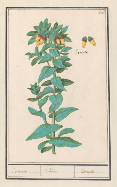 Wachsblume (Cerinthe major) von Anselmus Boëtius de Boodt