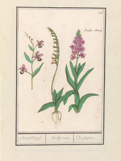 Orchidee (Orchidaceae) Standel Kruijd. / Orchys variae. / Du Satijrion. (Titel auf dem Objekt) von Anselmus Boëtius de Boodt