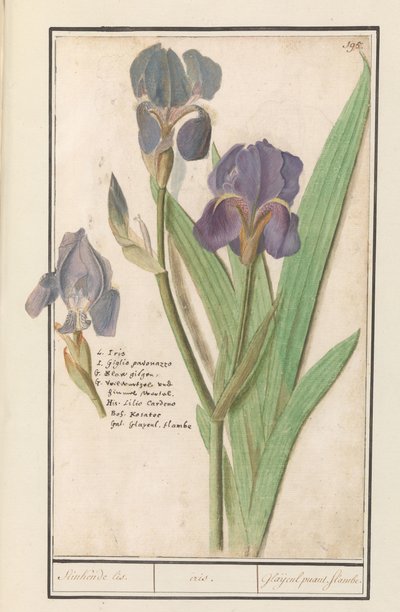 Purpur-Iris (Iris germanica) von Anselmus Boëtius de Boodt