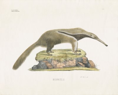 Großer Ameisenbär auf felsigem Gelände von Anstalt Arnz & Co.