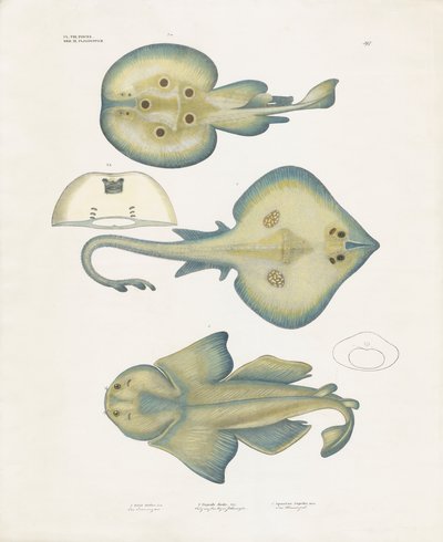 Rochenarten aus der Ordnung Rajiformes von Anstalt Arnz & Co.