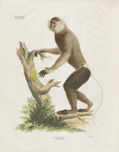 Weißgesichtkapuziner auf einem Baumstamm von Anstalt Arnz & Co.