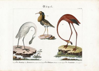 Flamingo, Löffler und Kampfläufer von Anton Wachsmann