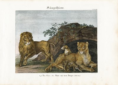 Löwenfamilie in ihrem natürlichen Lebensraum von Anton Wachsmann