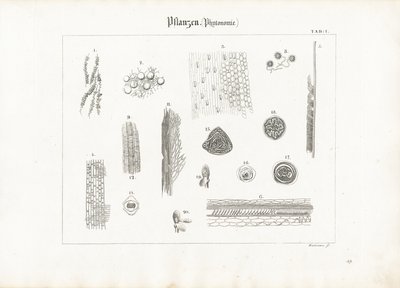 Pflanzenanatomie (Phytotomie) von Anton Wachsmann
