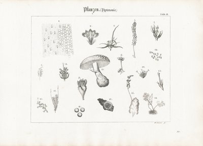 Pflanzenanatomie und Pilzformen von Anton Wachsmann