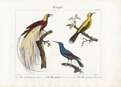 Gelbspecht, Mauerläufer und Paradiesvogel von Anton Wachsmann