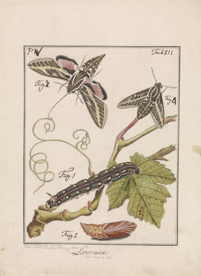 Von der Raupe zum Schmetterling von Antoni Zürcher