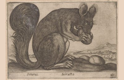 Eichhörnchen von Antonio Tempesta