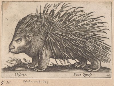 Stachelschwein Hijstrix/ Porco Spinoso Tiere und Fabelwesen (Serientitel) Nova raccolta de li animali piu curiosi del mondo (Serientitel) von Antonio Tempesta