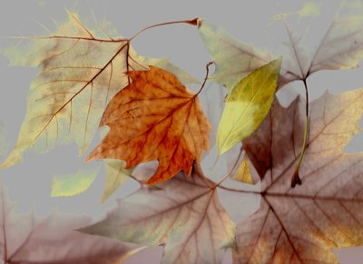 Herbst von Antonius Antonius