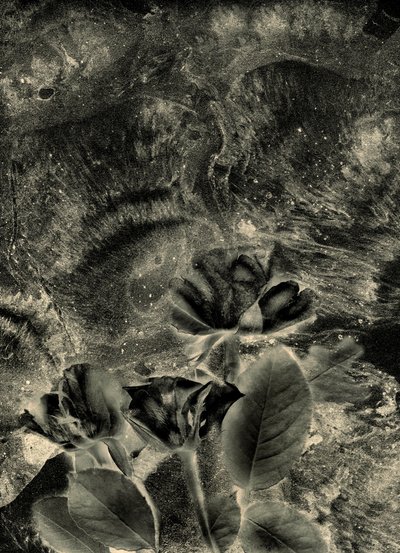 Mono Rosen von Antonius Antonius