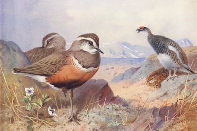 Regenbrachvogel, Schneehuhn (männlich und weiblich, Sommer) von Archibald Thorburn