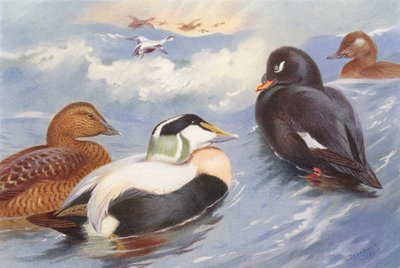 Eiderente (männlich und weiblich), Samtente (männlich und weiblich) von Archibald Thorburn