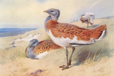 Großtrappe (männlich und weiblich) von Archibald Thorburn