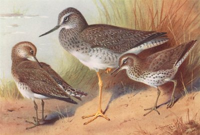 Großer Gelbschenkel, Einsamer Wasserläufer, Fleckwasserläufer von Archibald Thorburn
