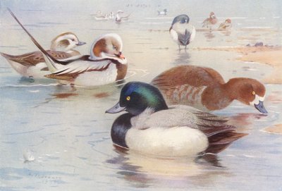 Eisente (männlich und weiblich), Bergente (männlich und weiblich) von Archibald Thorburn