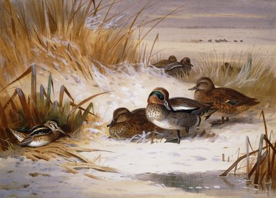 Stockente, Pfeifente und Schnepfe am Rand eines Teiches im Winter von Archibald Thorburn