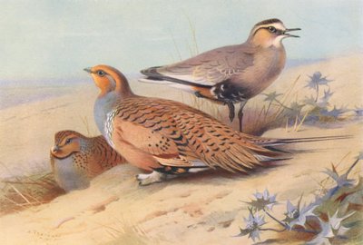 Pallas-Sandhuhn (männlich und weiblich), Geselliger Regenpfeifer von Archibald Thorburn